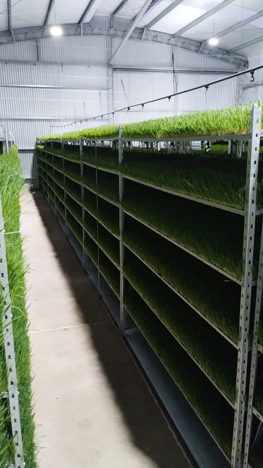 Sistema hidropónico NFT para producción intensiva en invernadero